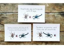 Load image into Gallery viewer, Gentle + Classical Nature Vol 1 Memory Statement Cards (DIGITAL) (Levels 1-3)