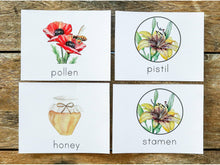 Load image into Gallery viewer, Gentle + Classical Nature Volume 1 Bundle (Digital or Print)