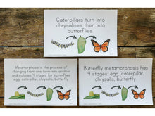 Load image into Gallery viewer, Gentle + Classical Nature Vol 1 Memory Statement Cards (DIGITAL) (Levels 1-3)