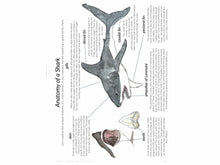 Load image into Gallery viewer, Level 1 Student Notebook (Gentle + Classical Nature Volume 2)
