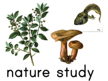 Load image into Gallery viewer, Visual Schedule Cards + MY DAY Planner (DIGITAL)