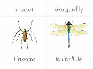 French + English Nature Flashcards (DIGITAL)