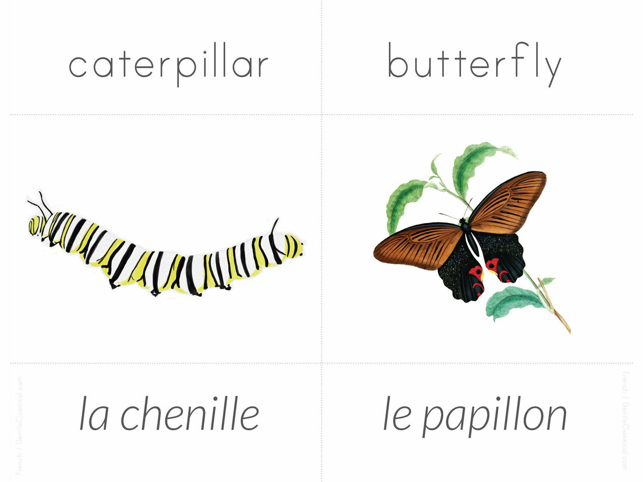 French + English Nature Flashcards (DIGITAL)