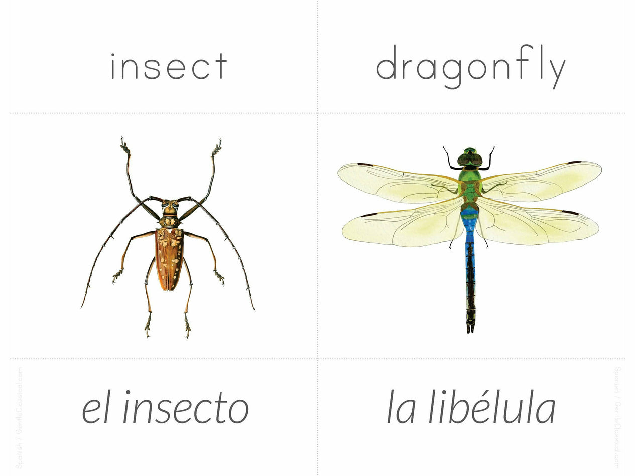 Spanish + English Nature Flashcards (DIGITAL)