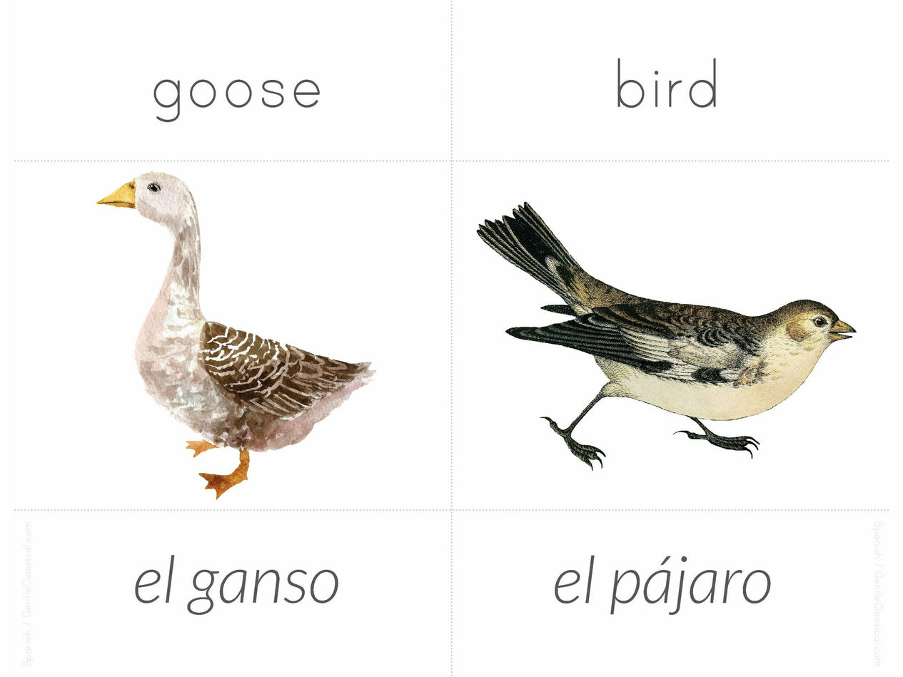 Spanish + English Nature Flashcards (DIGITAL)