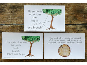 Gentle + Classical Nature Vol 1 Memory Statement Cards (DIGITAL) (Levels 1-3)