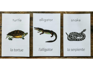 French + English Nature Flashcards (DIGITAL)