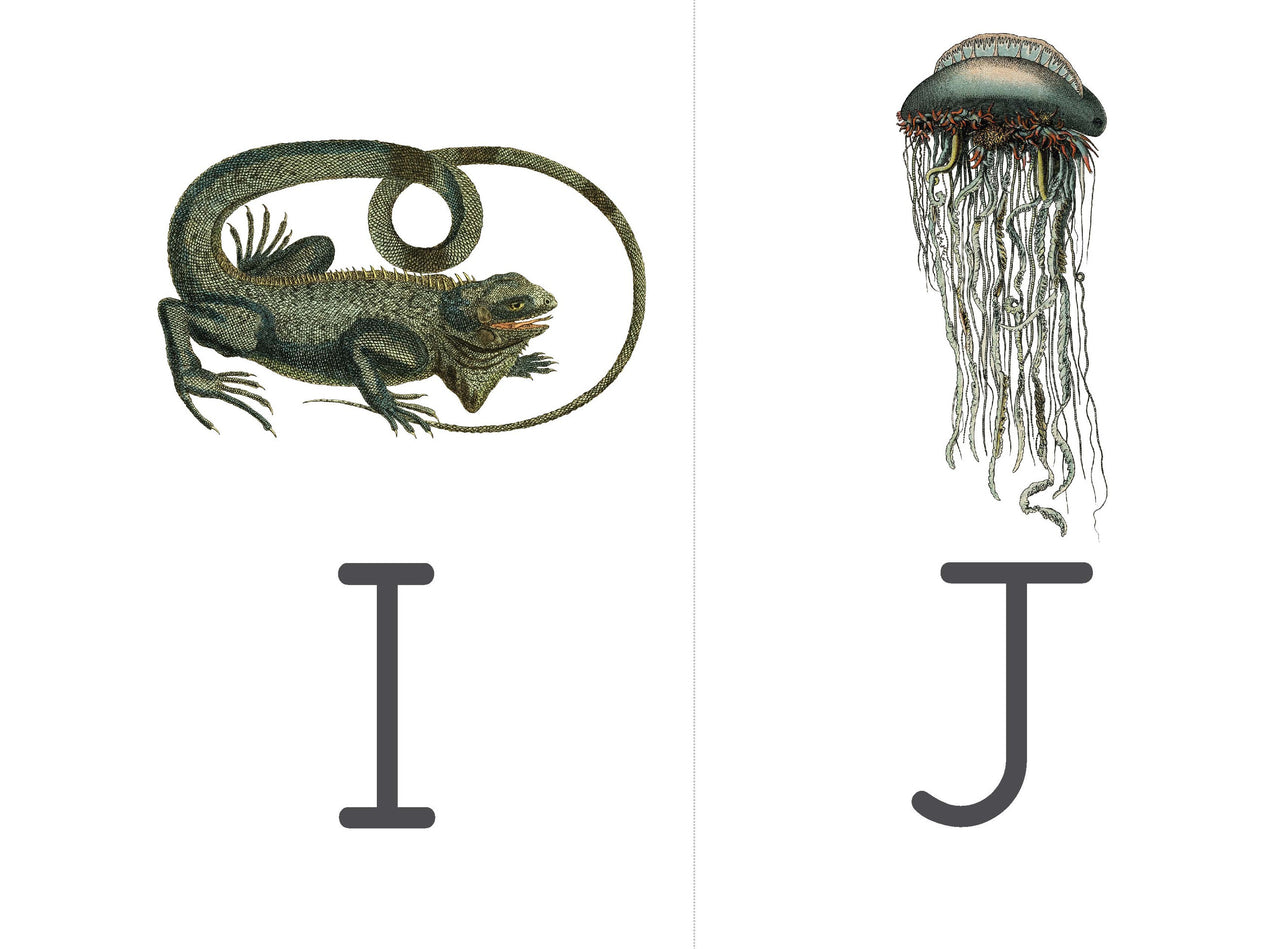 Vintage Flashcards (DIGITAL)