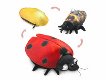 Load image into Gallery viewer, Ladybug Life Cycle
