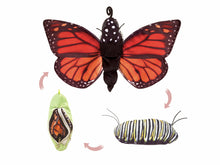 Load image into Gallery viewer, 3-Life Cycle SET (Frog, Monarch, Ladybug)
